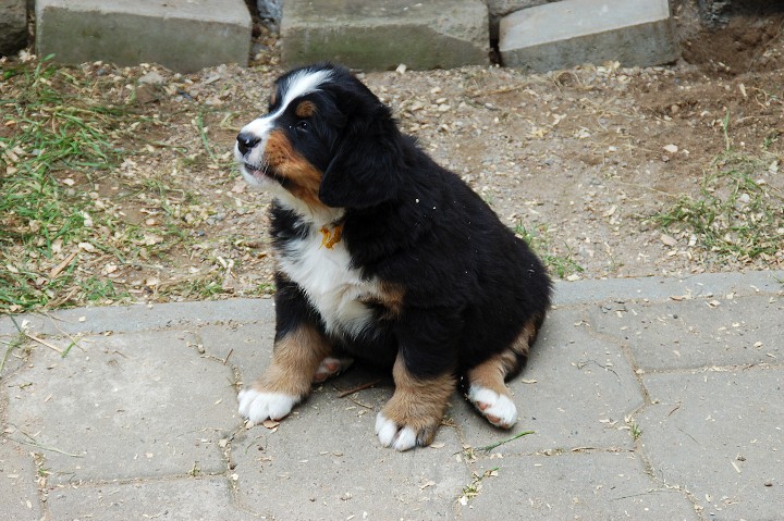 img00044.jpg
