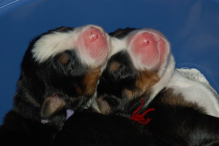 img00060.jpg