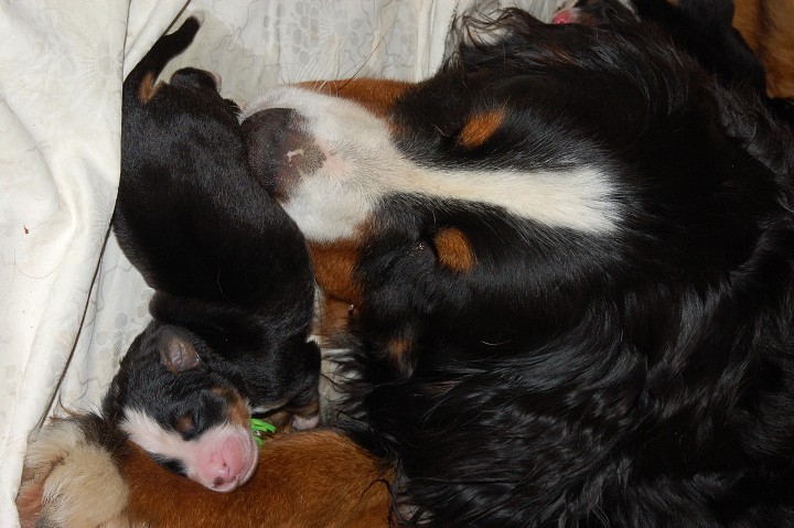 img00077.jpg