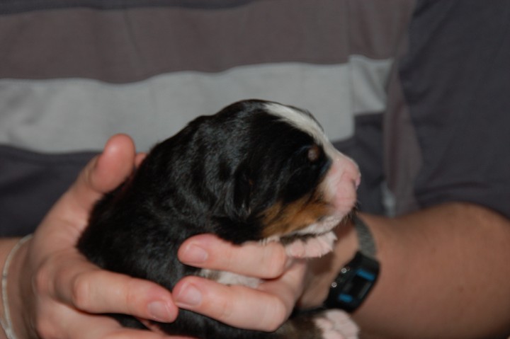 img00062.jpg