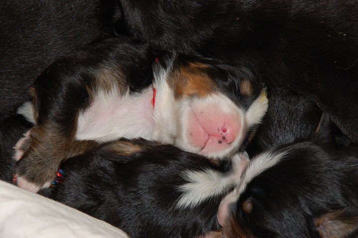 img00095.jpg
