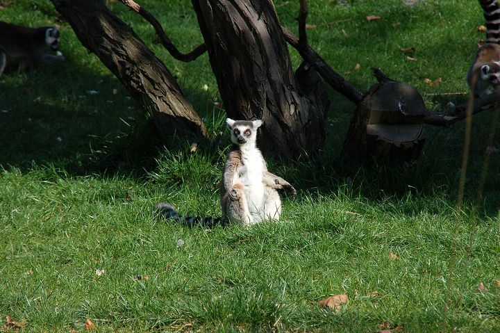 img00009.jpg