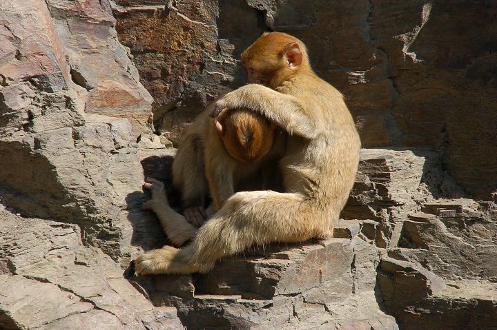 img00036.jpg