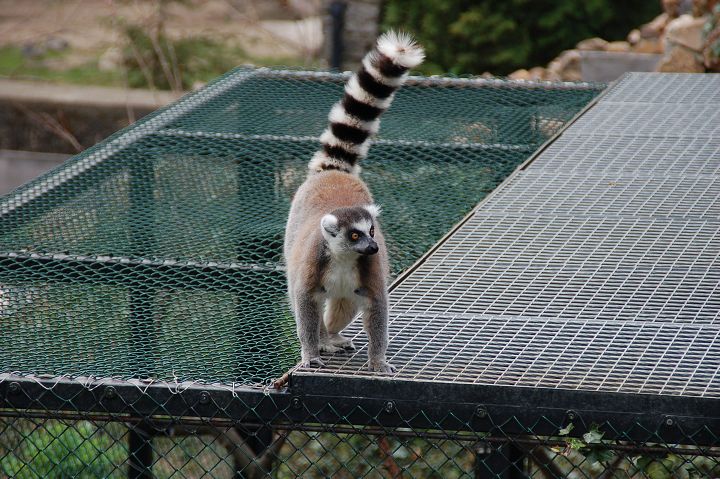 img00085.jpg