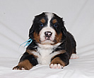 Brixie Black Tara