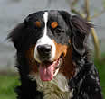 Brixie Black Tara