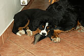 Brixie Black Tara