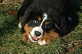 Brixie Black Tara