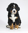 Brixie Black Tara