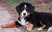 Brixie Black Tara