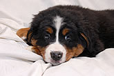 Brixie Black Tara