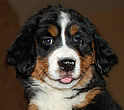 Brixie Black Tara