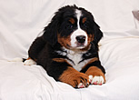 Brixie Black Tara