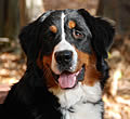 Brixie