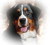Brixie Black Tara