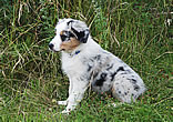 Kira