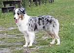 Kira